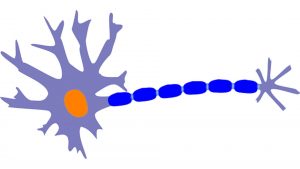 definition von synapsen 300x169 - Was sind Synapsen? Eine Definition