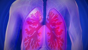 Was sind Lungenbläschen? Eine Definition