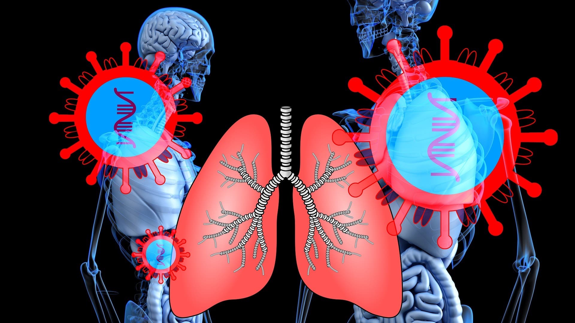 Die Lunge - Was ist sie genau? Eine Definition