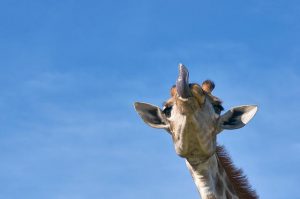 verhalten der giraffe 300x199 - Was ist eine Giraffe? Größe, Gewicht und weitere Merkmale