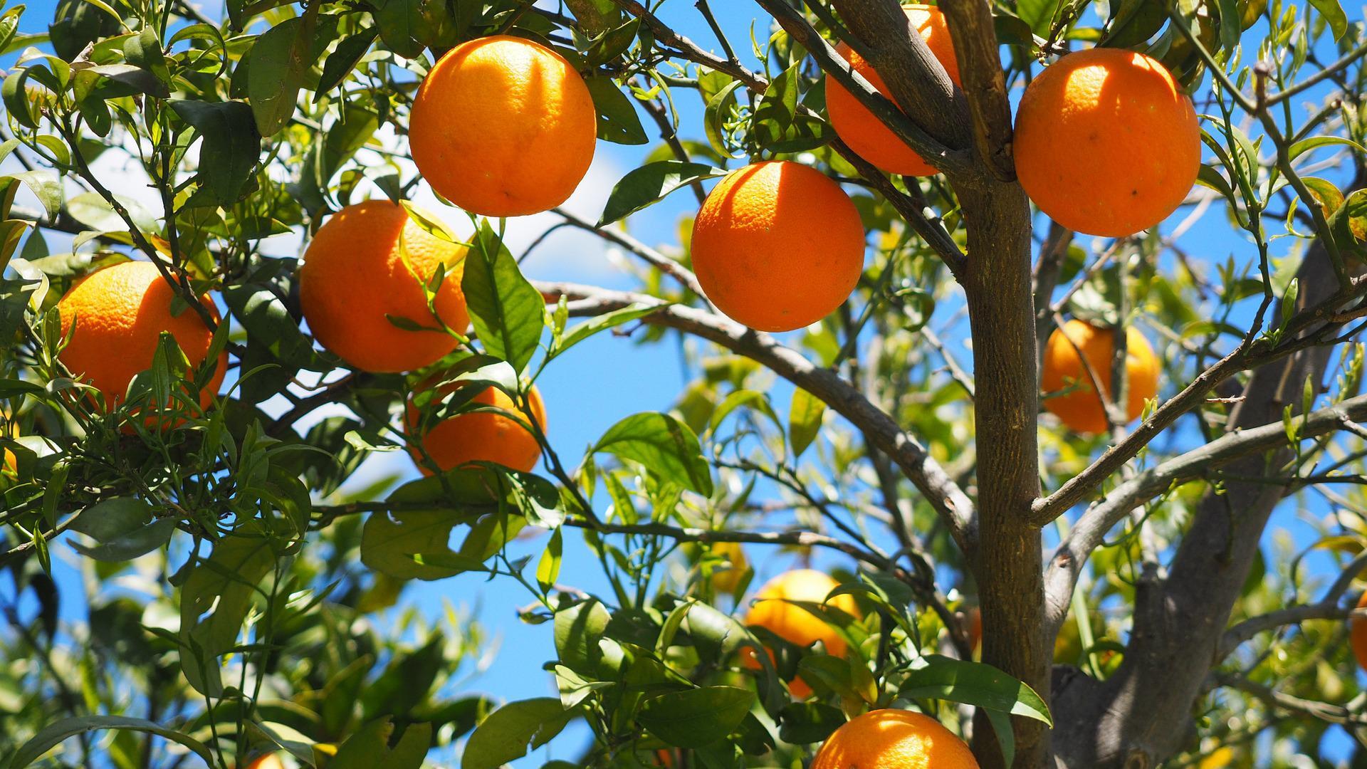 Die Vorteile von Orangen