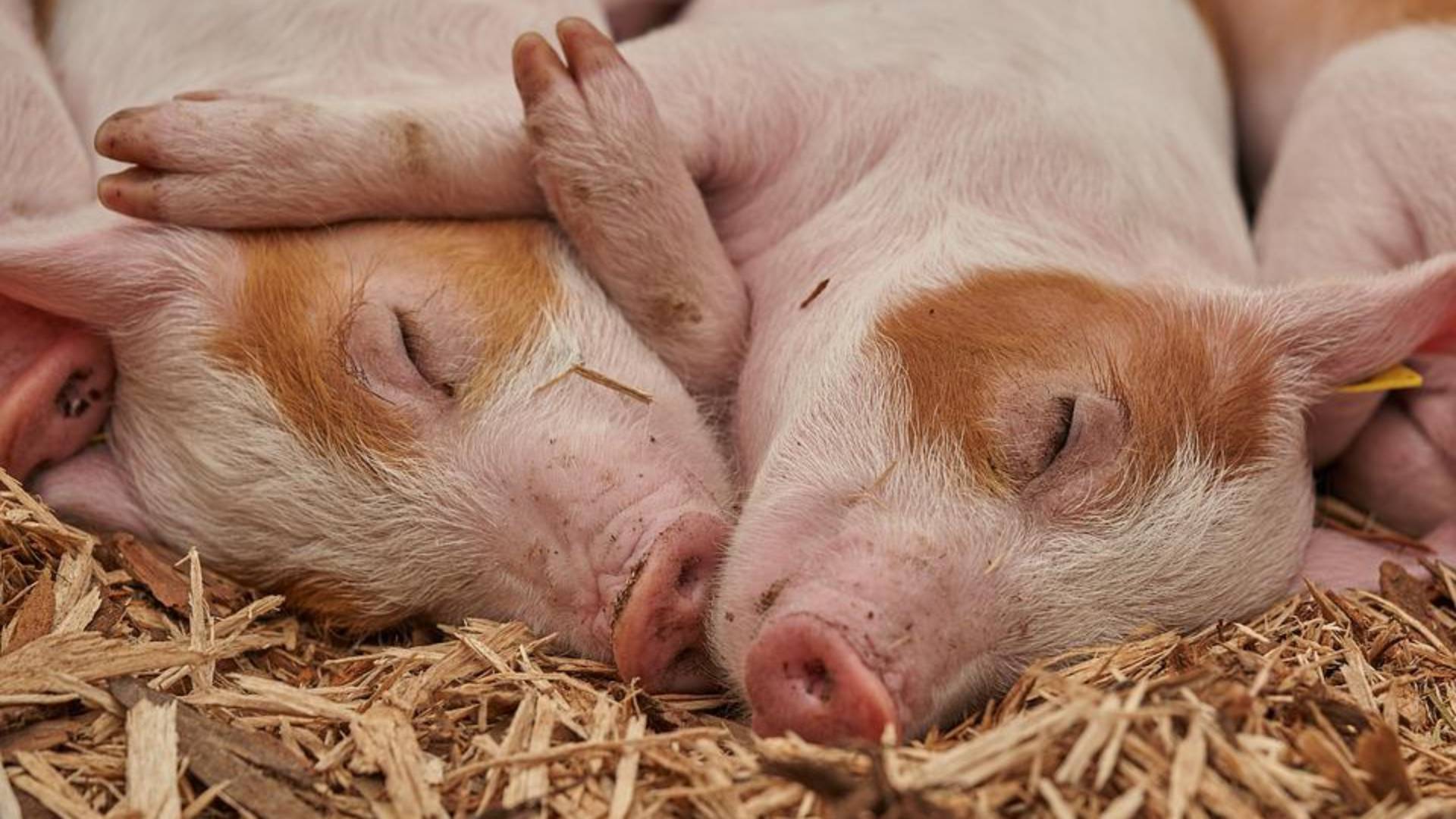 Schwein erhält eine Stunde nach seinem Tod bestimmte Zell- und Gewebefunktionen zurück