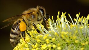 honigbiene 300x169 - Ist die Hummel das Männchen der Honigbiene?