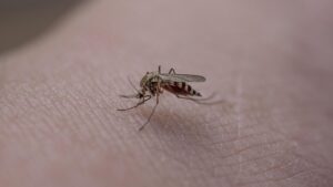 muckenstiche 300x169 - Mückenstiche: Wie kann man sie lindern?