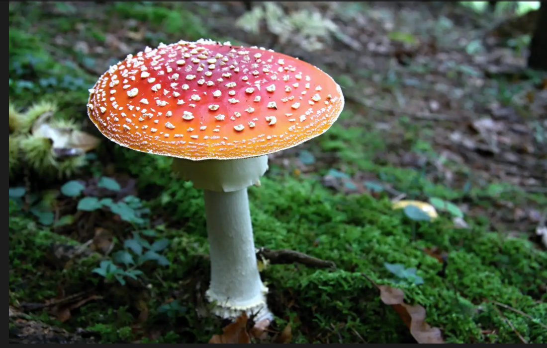 lamanite tue mouche est le plus connu des champignons toxiques pxhere - Pilze: Die 12 giftigsten Arten in Frankreich - Vorsicht beim Sammeln!