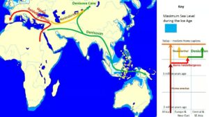 evolution of denisovans 300x169 - Denisova-Homo sapiens: Erfolgreiche Hybridisierung für das Immunsystem der Papua?