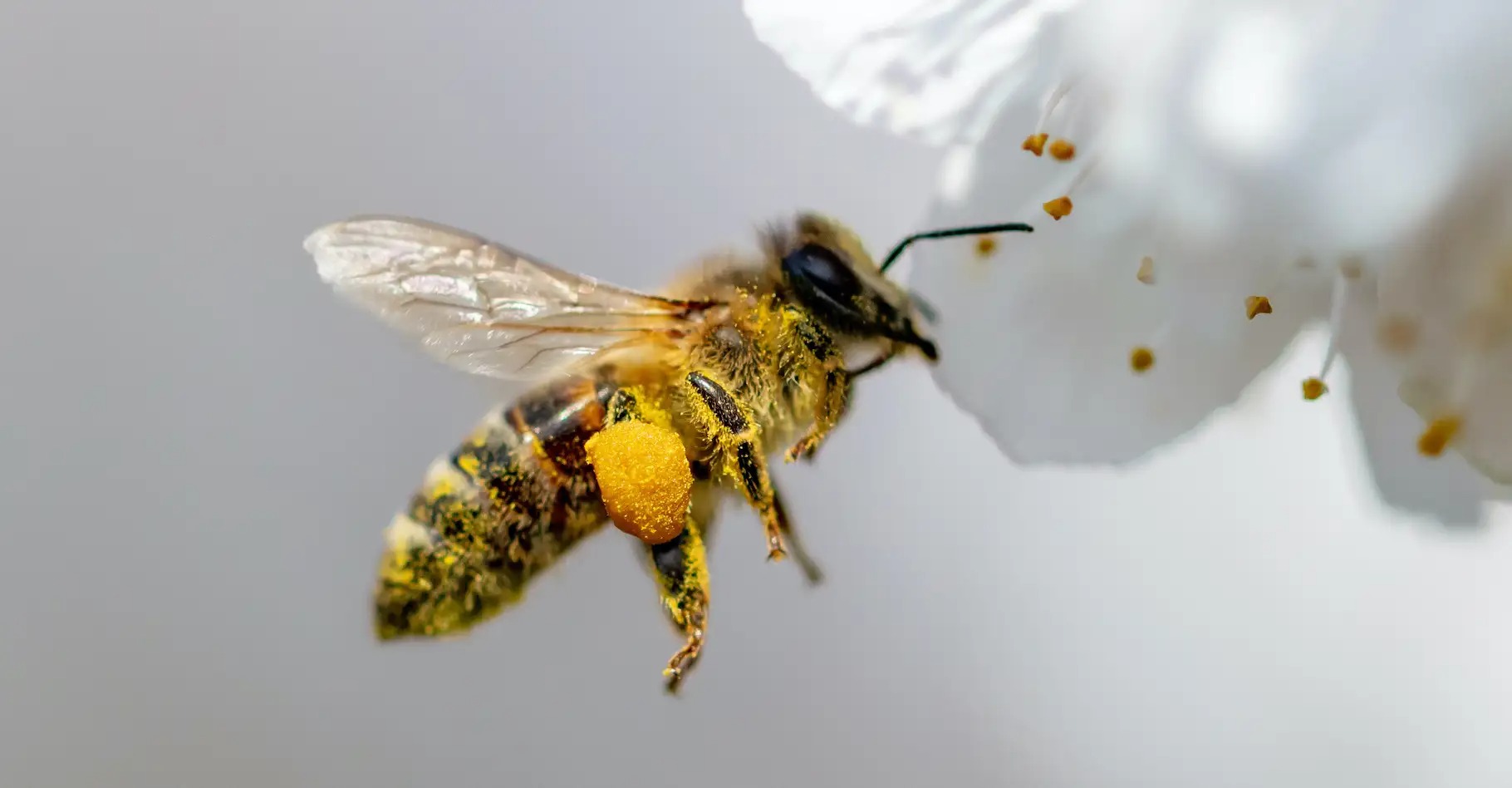 abeille declin pollinisation - Das Verschwinden von Bestäubern führt weltweit zu 500.000 Todesfällen pro Jahr.
