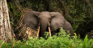 sauver elephant climat 300x156 - Wie Elefanten uns helfen können, die globale Erwärmung zu begrenzen.