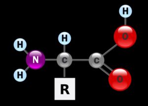 acide amine dr 02 300x214 - Aminosäure: Was ist das? Eine Definition