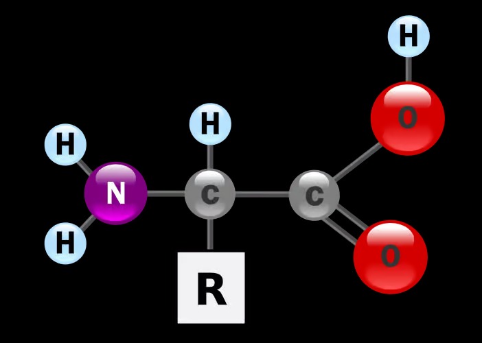 acide amine dr 02 - Aminosäure: Was ist das? Eine Definition