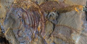 4 protomelission gatehousei2 300x153 - 520 Millionen Jahre altes Fossil ist vielleicht nicht das eines Tieres