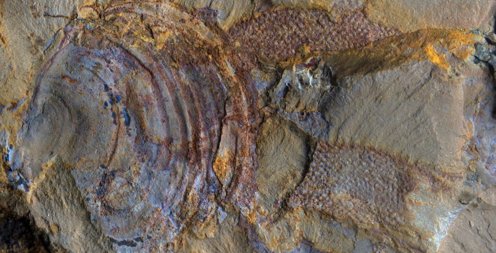 4 protomelission gatehousei2 - 520 Millionen Jahre altes Fossil ist vielleicht nicht das eines Tieres