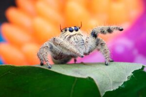 araignee sauteuse salticidae it 300x200 - Wie nehmen Spinnen die Welt wahr?