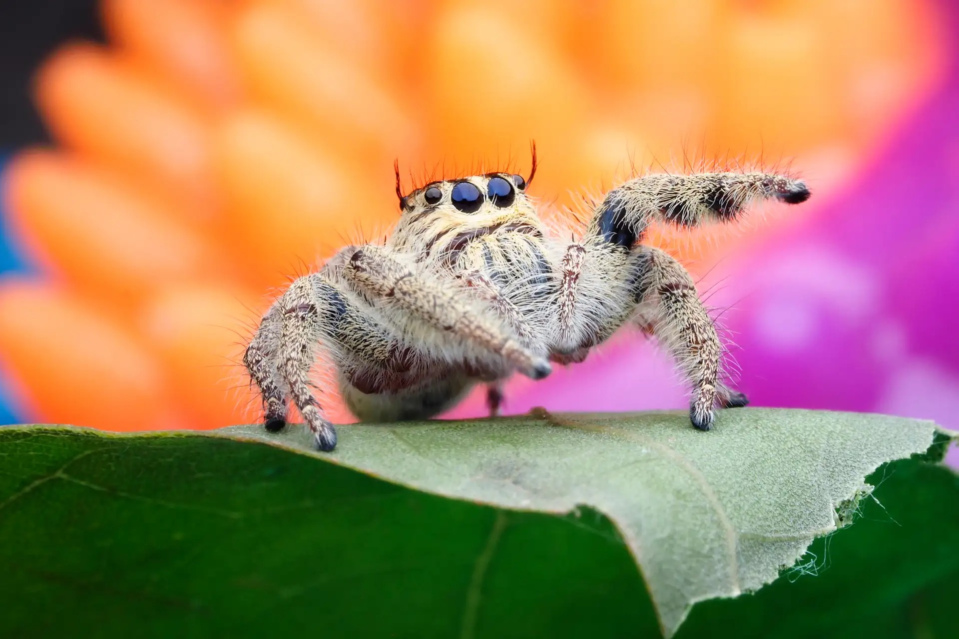 araignee sauteuse salticidae it - Wie nehmen Spinnen die Welt wahr?