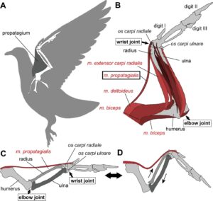 propatagium oiseaux origine aile 300x284 - Wir wissen, woher die Flügel der Dinosaurier stammen!