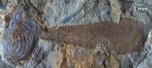 protomelission gatehousei 300x135 - 520 Millionen Jahre altes Fossil ist vielleicht nicht das eines Tieres