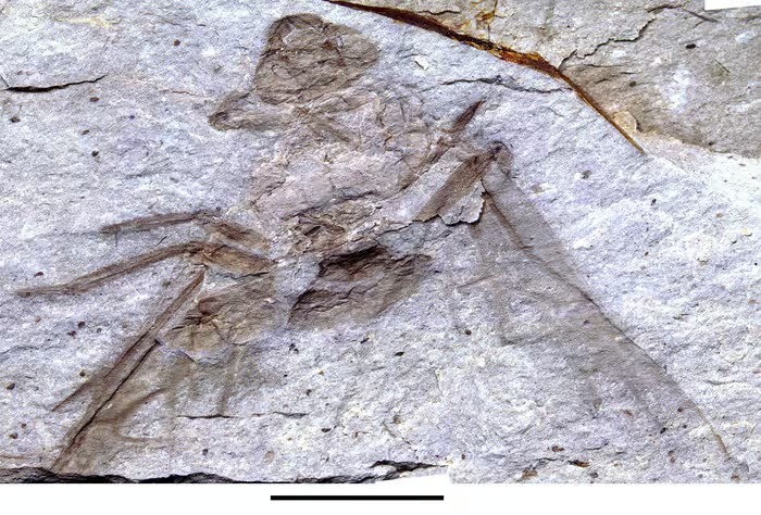 allenby titanomyrma - Wie kolonisierten Riesenameisen vor 50 Millionen Jahren die Welt?