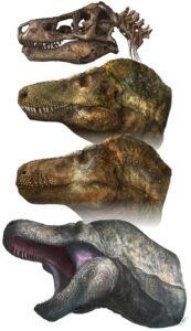 tyrannosaure dents1 173x300 - Der Kopf des Tyrannosaurus war anders, als man sich das gemeinhin vorstellt