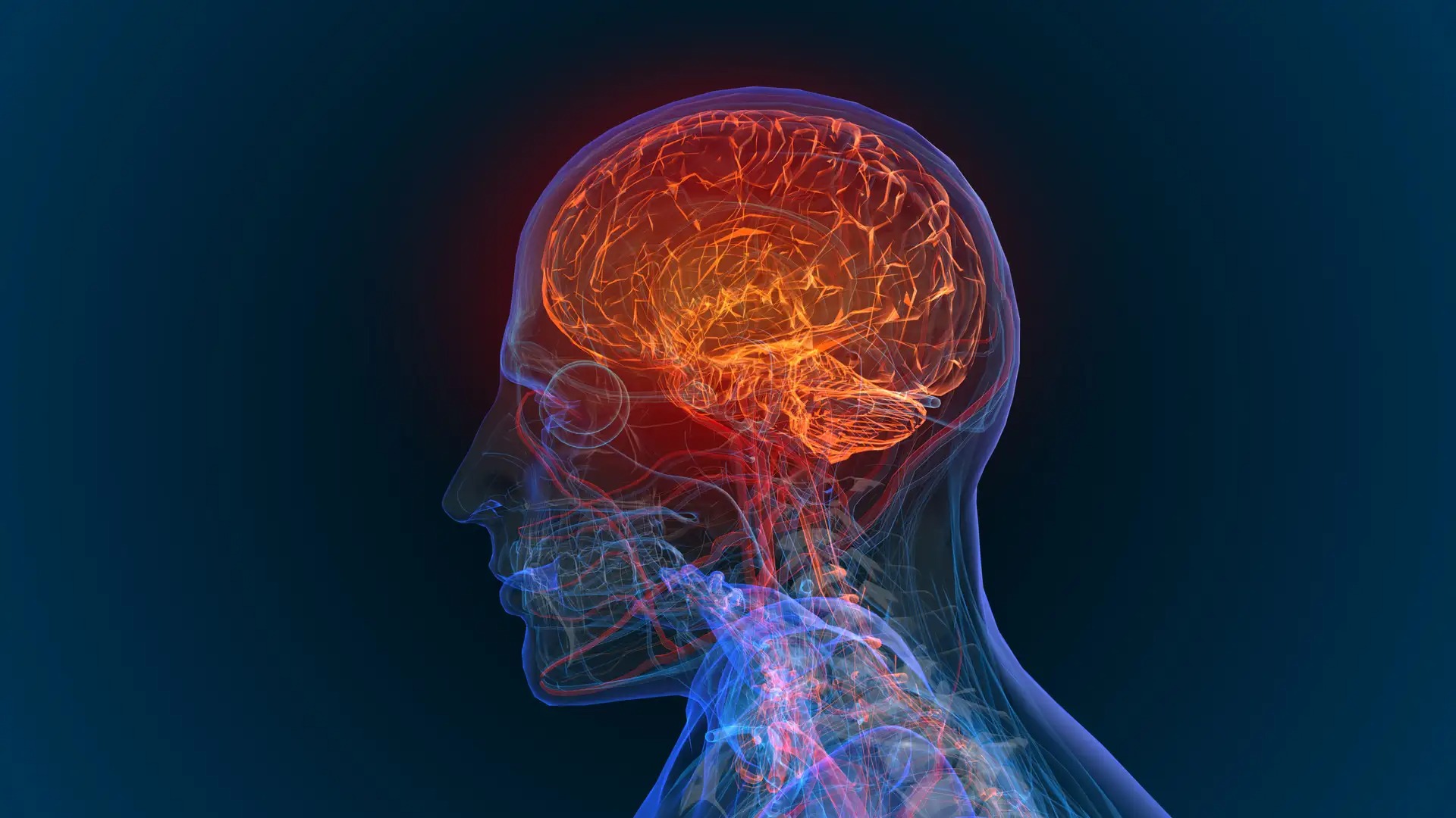 cerveau humain - Ein neuartiges Ultraschallgerät ermöglicht die Verabreichung von Chemotherapie im Gehirn