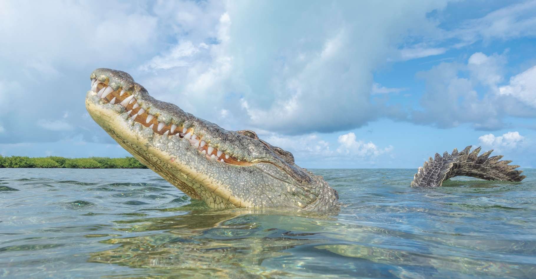 crocodile americain - Ein Krokodilweibchen, seit 16 Jahren isoliert, hat Eier gelegt.