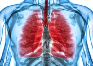 poumons organe 300x214 - Dieses Medikament senkt das Risiko, an Lungenkrebs zu sterben, um 50 %.