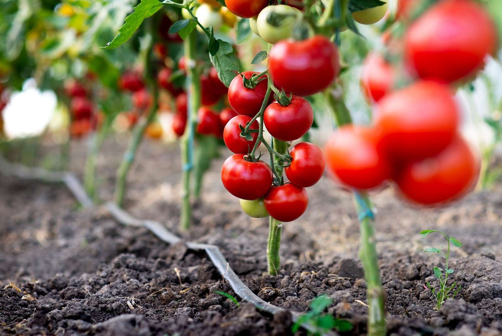 tomates sous serre - Die wichtigsten Handgriffe für eine erfolgreiche Tomatenzucht im Gewächshaus.