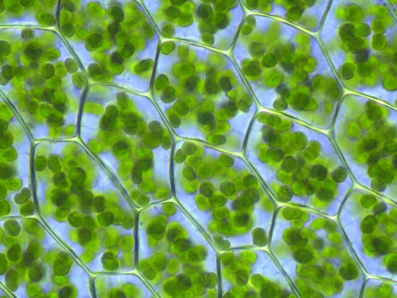 chloroplaste wiki kristian peter - Chloroplast: Was ist das? Eine Definition.