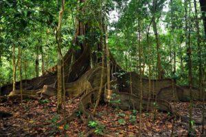 arbre terre amazonie 300x200 - " Terra Preta " Studie enthüllt außergewöhnliche Kräfte .