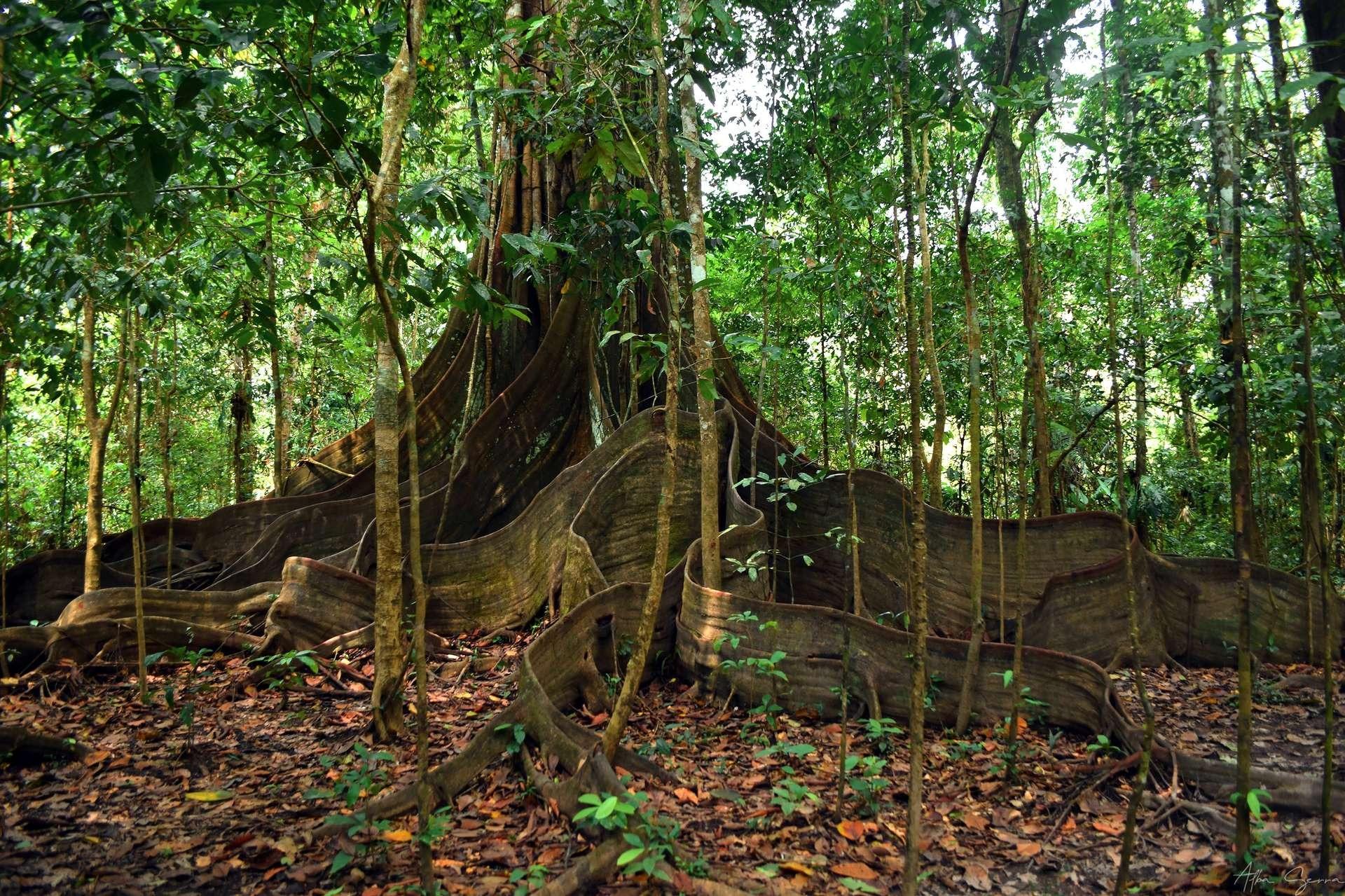 arbre terre amazonie - " Terra Preta " Studie enthüllt außergewöhnliche Kräfte .