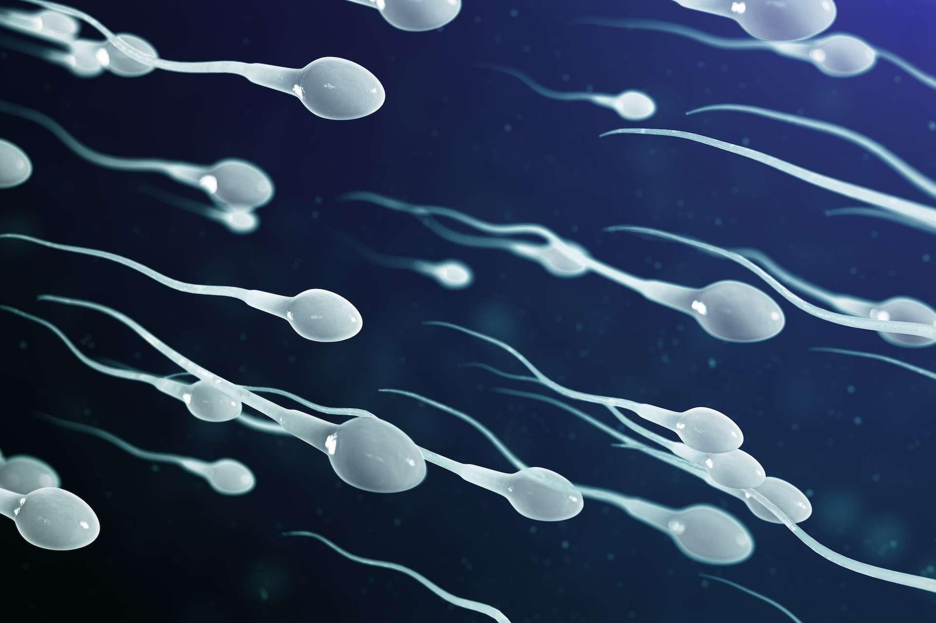 spermatozoides - Forscher bringen den deutlichen Rückgang der Spermienzahl mit Insektiziden in Verbindung.