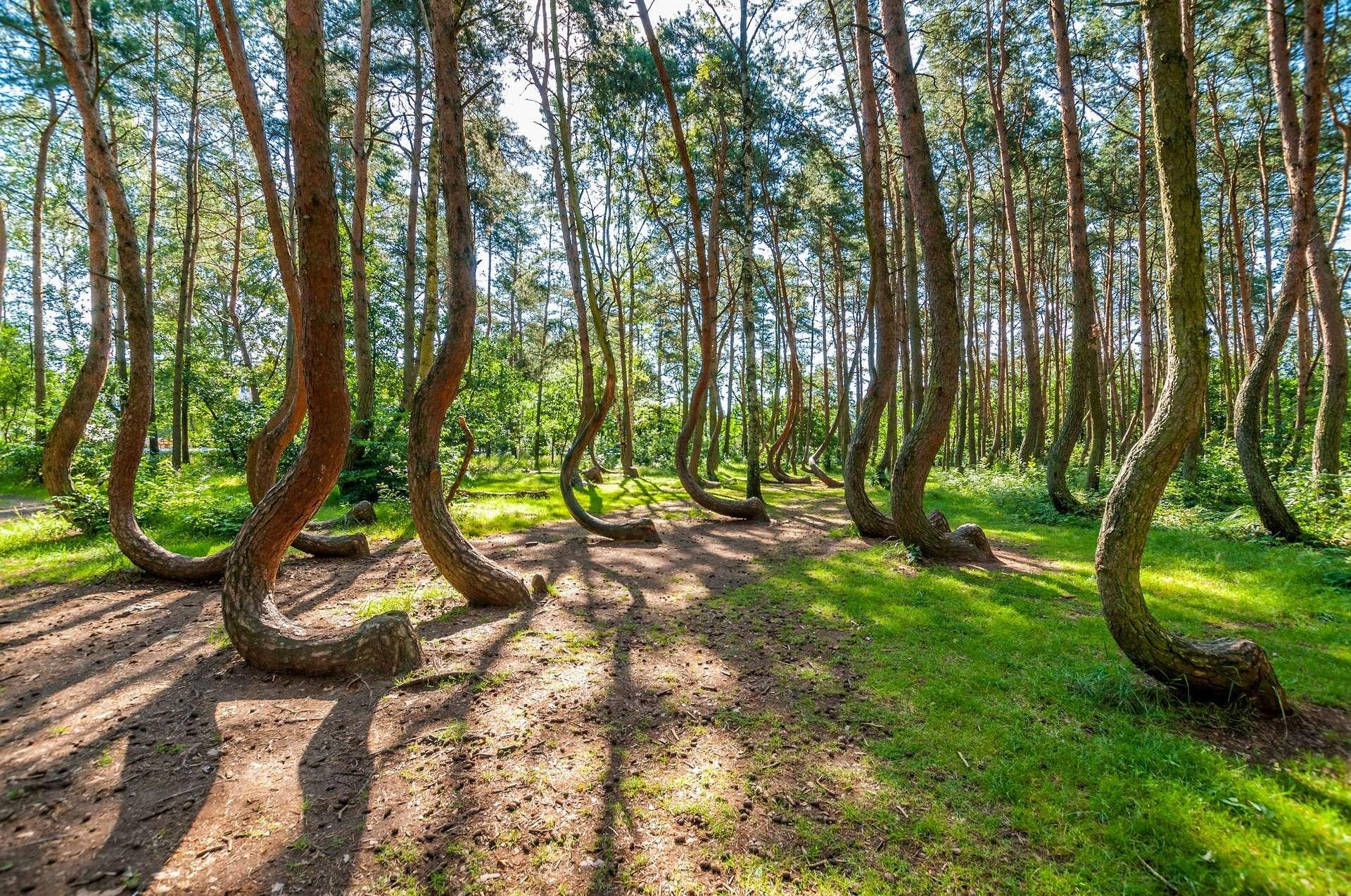foret tordue - Das Geheimnis der verbogenen Bäume in Polen