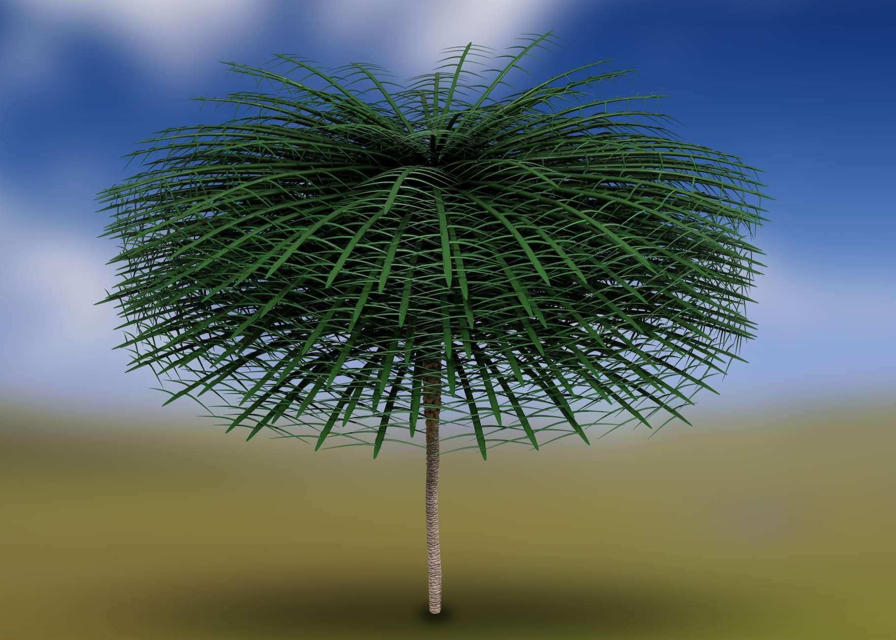 arbre forme inedite - Die Neuentdeckung eines in der Evolution einzigartigen Baumes mit beeindruckenden 1,75 m langen Blättern!