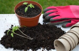 Pourquoi utiliser les gants de jardinage ?