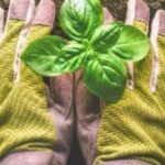 Les 7 meilleurs gants de jardinage 2024 - gants de jardinage test & comparatif